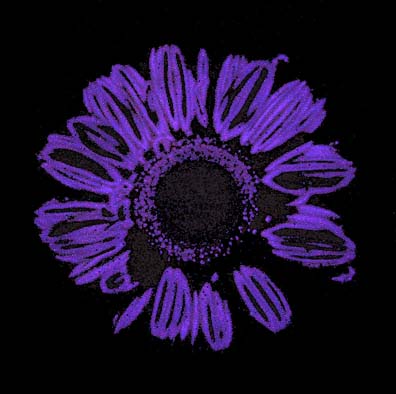 Kirlian photograph of a flower– purple corona